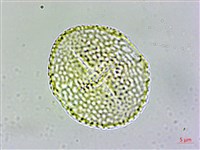 登錄號:S109624藏品圖，第1張