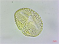 登錄號:S109624藏品圖，第2張