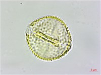 登錄號:S109624藏品圖，第3張