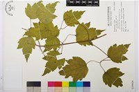 登錄號:S109626藏品圖，第1張