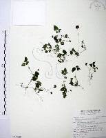 長梗盤花麻藏品圖，第1張