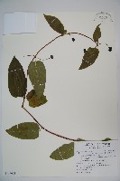 阿里山忍冬、漸尖葉忍冬藏品圖，第1張