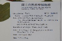 阿里山忍冬、漸尖葉忍冬藏品圖，第2張