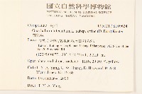 鼠麴草藏品圖，第2張