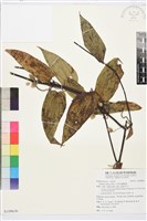 亨利氏鐵線蓮藏品圖，第1張