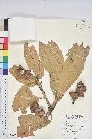 大葉石櫟、大葉校栗藏品圖，第1張