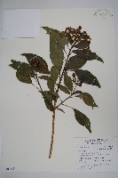 臺灣常春藤藏品圖，第1張