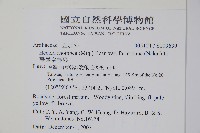 臺灣常春藤藏品圖，第2張