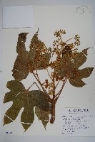 臺灣八角金盤藏品圖，第1張