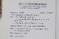 臺灣八角金盤藏品圖，第2張