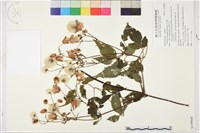 小木通藏品圖，第1張