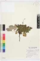 小白頭翁、野棉花藏品圖，第1張