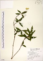 華八仙藏品圖，第1張
