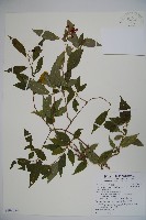 狹葉莢迷藏品圖，第1張