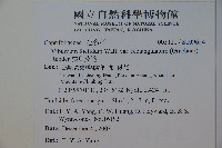 狹葉莢迷藏品圖，第2張