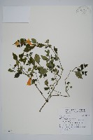 曲莖馬藍藏品圖，第1張