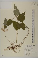 臺灣山白蘭藏品圖，第1張