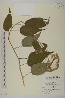 臺灣山白蘭藏品圖，第1張