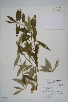 柳狀野扇花藏品圖，第1張