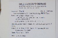 柳狀野扇花藏品圖，第2張