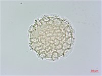 柳狀野扇花藏品圖，第2張