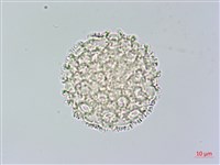 柳狀野扇花藏品圖，第3張