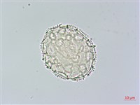 柳狀野扇花藏品圖，第4張