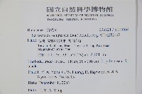 柳狀野扇花藏品圖，第2張