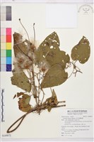 田代氏鐵線蓮藏品圖，第1張