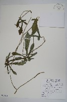 瓜葉馬兜鈴、青木香藏品圖，第1張