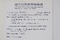 瓜葉馬兜鈴、青木香藏品圖，第2張