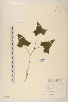 能高蟹甲草藏品圖，第1張