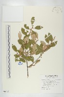 鄧氏胡頹子藏品圖，第1張