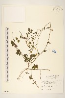 小蔓黃苑藏品圖，第1張