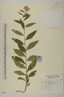 山白蘭藏品圖，第1張