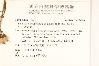 高山破傘菊藏品圖，第2張