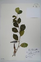 武靴藤藏品圖，第1張