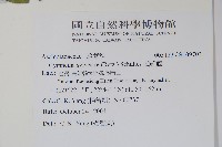 武靴藤藏品圖，第2張