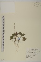 中原氏鬼督郵藏品圖，第1張