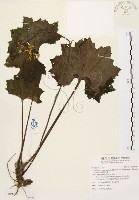 臺灣山菊藏品圖，第1張