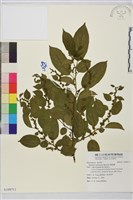 桶鉤藤藏品圖，第1張