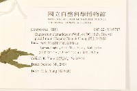 高士佛澤蘭藏品圖，第2張