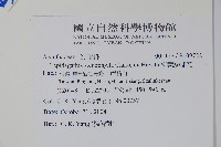 柳葉鱗球花藏品圖，第5張