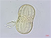 柳葉鱗球花藏品圖，第2張