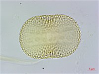 柳葉鱗球花藏品圖，第4張