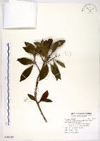 高士佛赤楠藏品圖，第1張