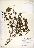 十子木、加入舅藏品圖，第1張