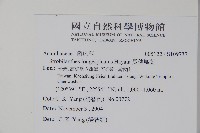 長穗馬藍藏品圖，第5張