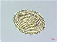 長穗馬藍藏品圖，第2張