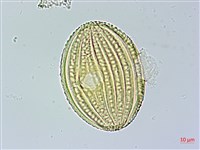 長穗馬藍藏品圖，第3張